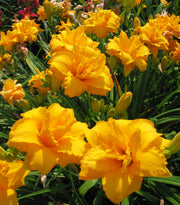 Condilla Daylily from Oakes Daylilies