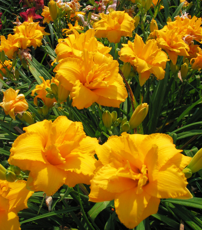 Condilla Daylily from Oakes Daylilies