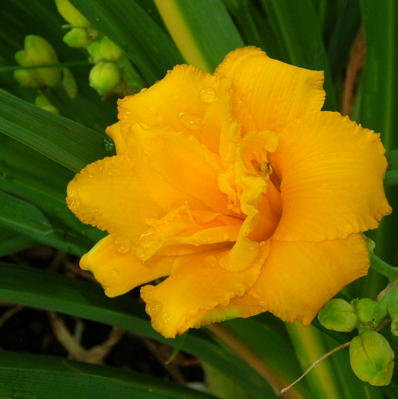 Condilla Daylily from Oakes Daylilies