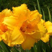 Condilla Daylily from Oakes Daylilies