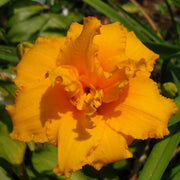 Condilla Daylily from Oakes Daylilies