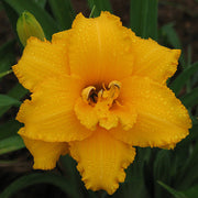 Condilla Daylily from Oakes Daylilies