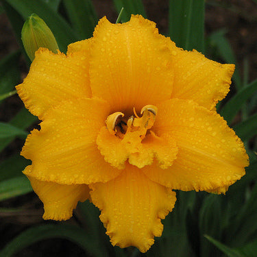 Condilla Daylily from Oakes Daylilies