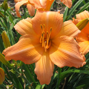 Conrad Pate Daylily from Oakes Daylilies