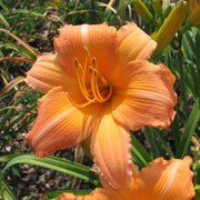 Conrad Pate Daylily from Oakes Daylilies