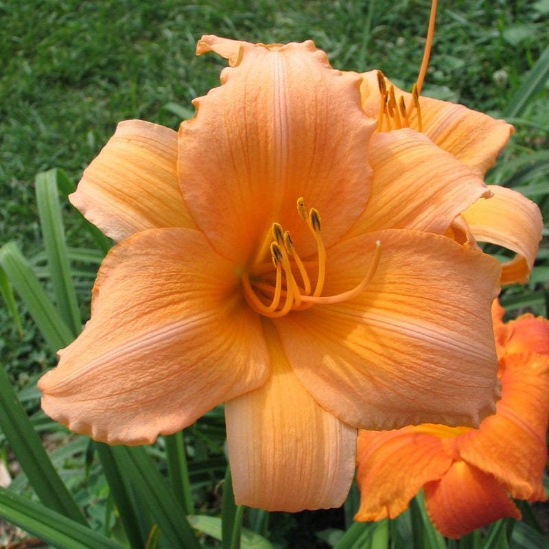 Conrad Pate Daylily from Oakes Daylilies