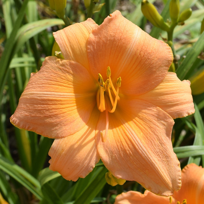 Conrad Pate Daylily from Oakes Daylilies