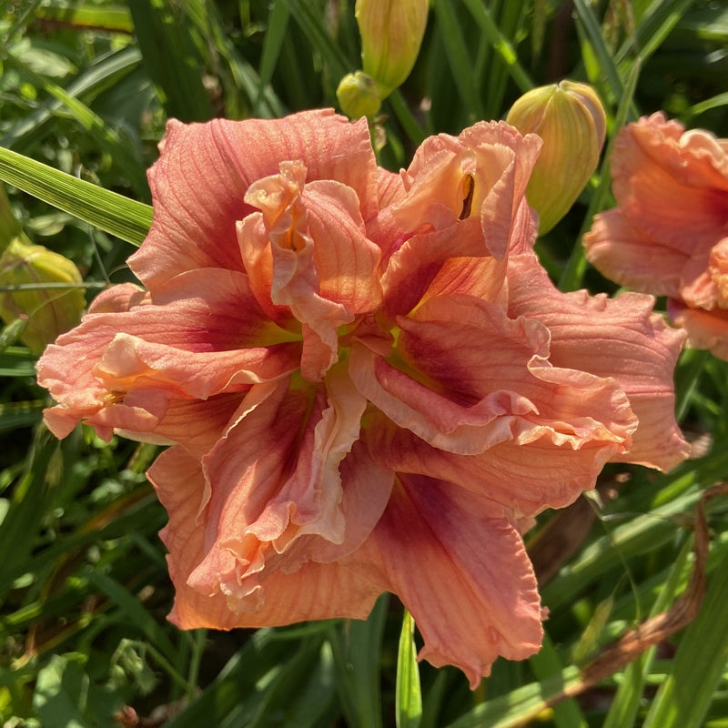 Coral Bouquet Daylily from Oakes Daylilies