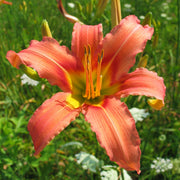 Coral Crab Daylily from Oakes Daylilies