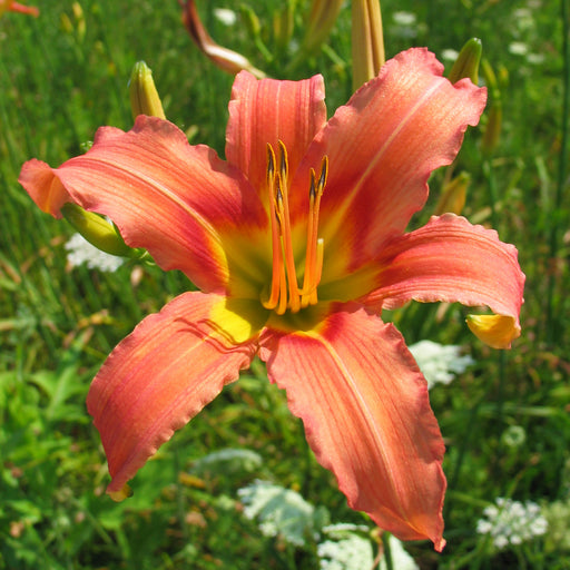 Coral Crab Daylily from Oakes Daylilies