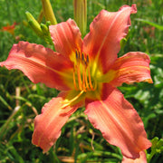 Coral Crab Daylily from Oakes Daylilies