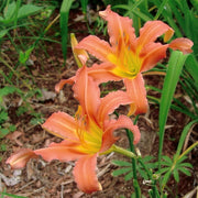 Coral Crab Daylily from Oakes Daylilies