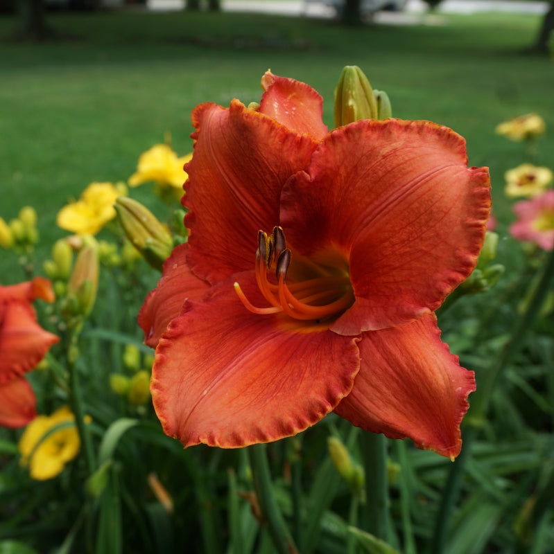 Coral Majority Daylily from Oakes Daylilies