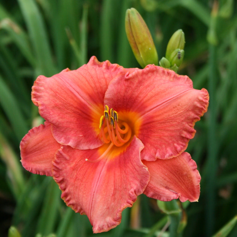 Coral Majority Daylily from Oakes Daylilies