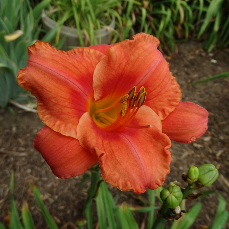Coral Majority Daylily from Oakes Daylilies