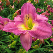 Corfu Daylily from Oakes Daylilies