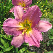 Corfu Daylily from Oakes Daylilies