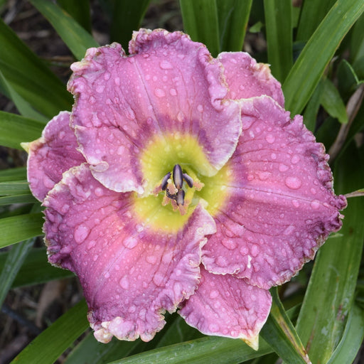Cosmic Traveler Daylily from Oakes Daylilies