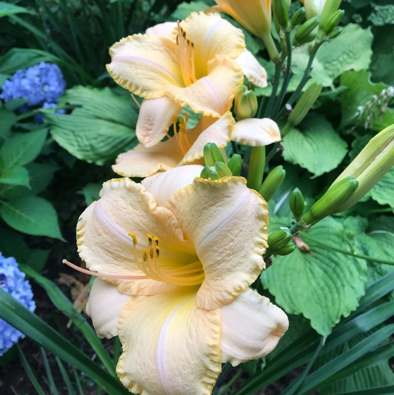 flower lilies windley Country Fair Winds Daylily | Late Season Beauty