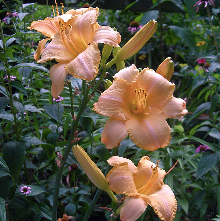 Country Fair Winds Daylily | Late Season Beauty | Oakes Daylilies