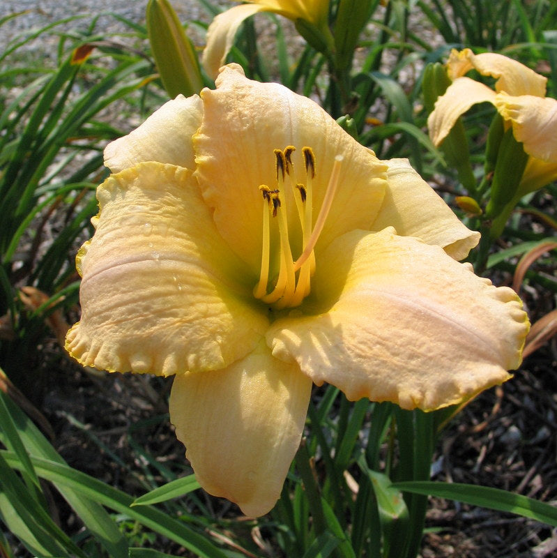 Country Fair Winds Daylily | Late Season Beauty | Oakes Daylilies