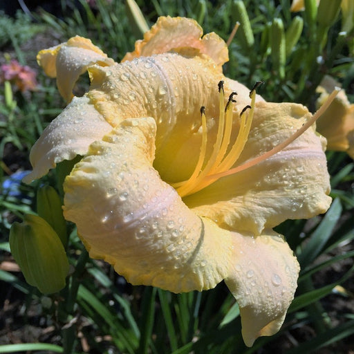 Country Fair Winds Daylily from Oakes Daylilies