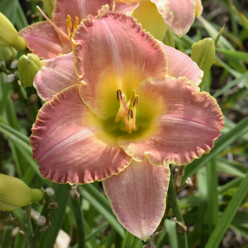 Sunny Dayマーブル38 Country Melody Daylily |Cheerful Pink Blooms |Oakes Daylilies