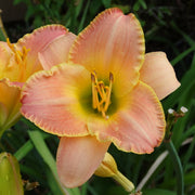 Country Melody Daylily from Oakes Daylilies