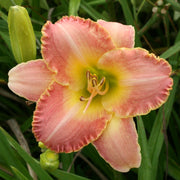 Country Melody Daylily from Oakes Daylilies