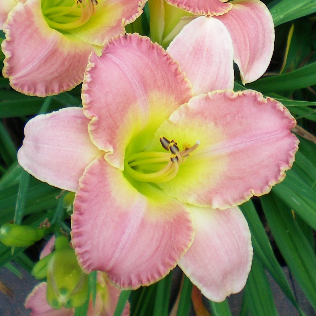 Country Melody Daylily |Cheerful Pink Blooms |Oakes Daylilies