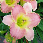 Country Melody Daylily from Oakes Daylilies