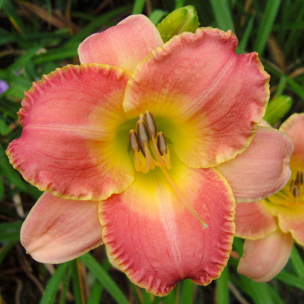 Country Melody Daylily |Cheerful Pink Blooms |Oakes Daylilies