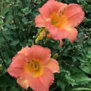 Country Uncle Daylily from Oakes Daylilies