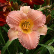 Country Uncle Daylily from Oakes Daylilies
