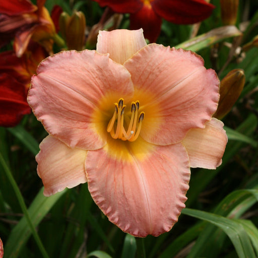 Country Uncle Daylily from Oakes Daylilies