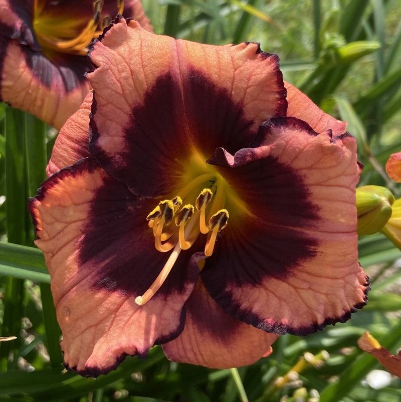 Courting Trouble Daylily from Oakes Daylilies