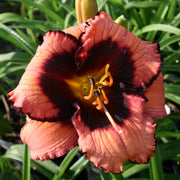 Courting Trouble Daylily from Oakes Daylilies