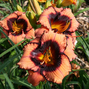 Courting Trouble Daylily from Oakes Daylilies