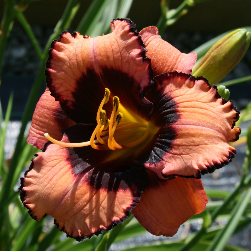 Courting Trouble Daylily from Oakes Daylilies