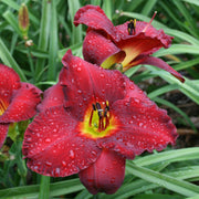 Crimson Shadows Daylily from Oakes Daylilies