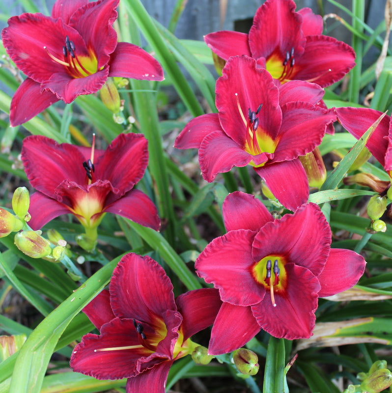 Crimson Shadows Daylily from Oakes Daylilies