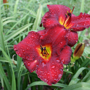 Crimson Shadows Daylily from Oakes Daylilies