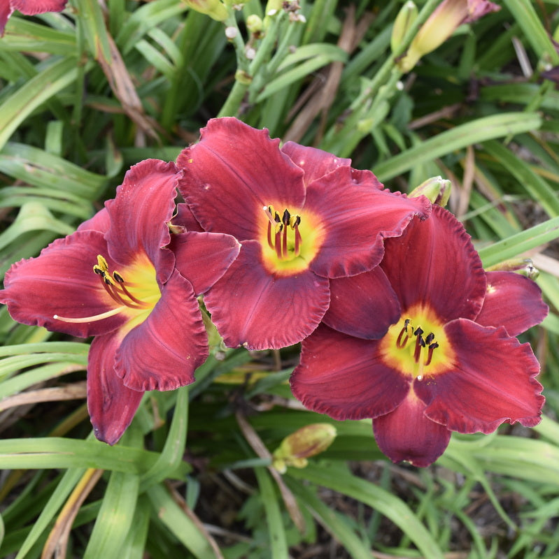 Crimson Shadows Daylily from Oakes Daylilies