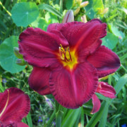 Crimson Shadows Daylily from Oakes Daylilies