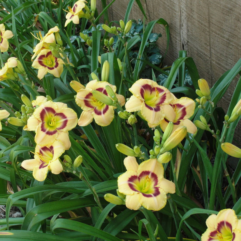 Custard Candy Daylily from Oakes Daylilies