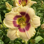 Custard Candy Daylily from Oakes Daylilies