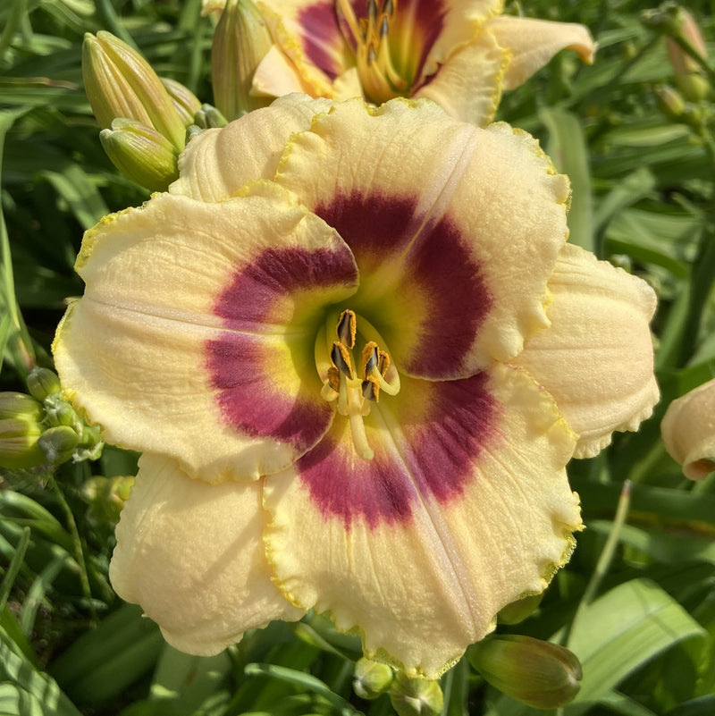 Custard Candy Daylily from Oakes Daylilies