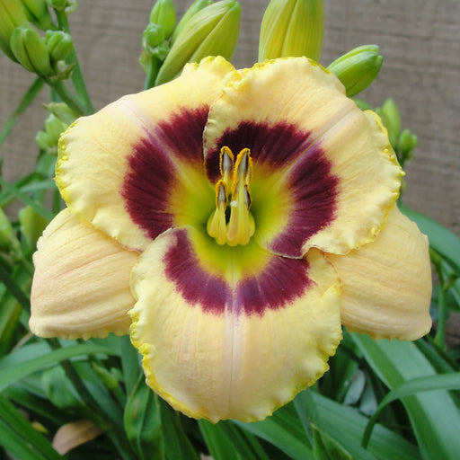 Custard Candy Daylily from Oakes Daylilies