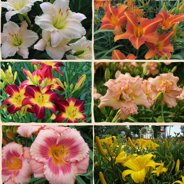 Customer Favorites Daylily Collection from Oakes Daylilies