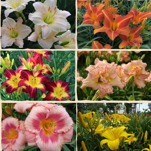 Customer Favorites Daylily Collection from Oakes Daylilies